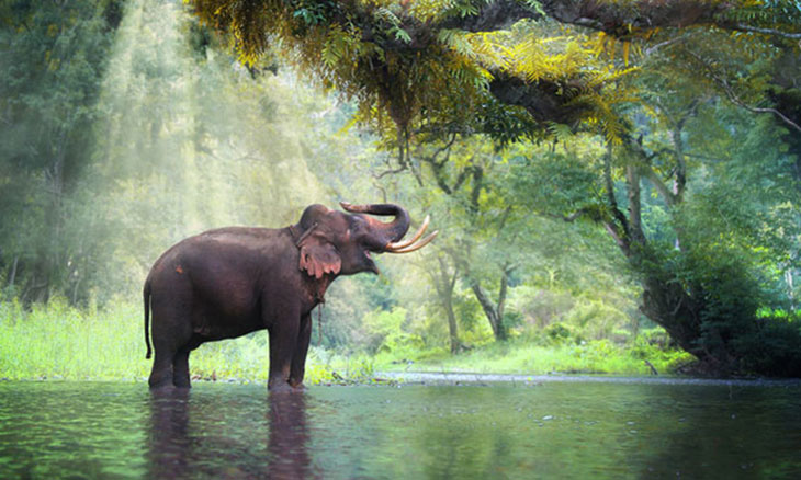 Abroadly_Elephant_2 Volunteer Forever with Elephants in Thailand: Ashley Obryckiโs Story